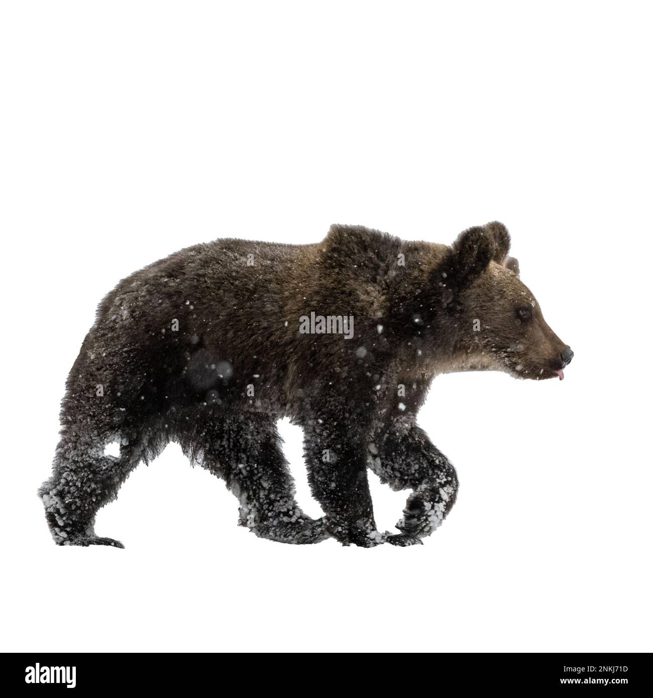Silhouette di un orso marrone su sfondo bianco Foto Stock