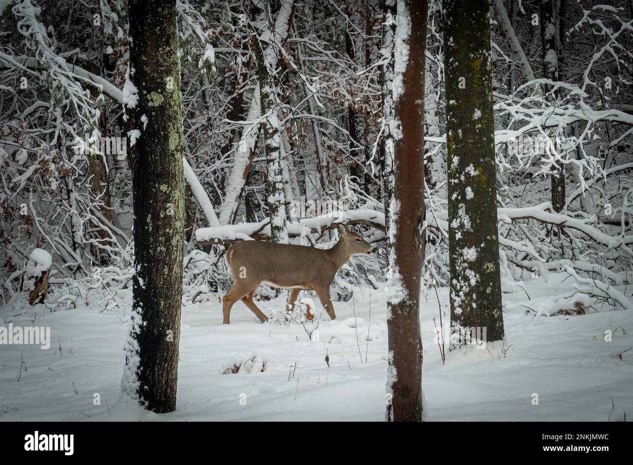 La capra dalla coda bianca cammina davanti agli alberi alti in una foresta in inverno nel Minnesota, vicino ai rami di alberi coperti di neve. Foto Stock