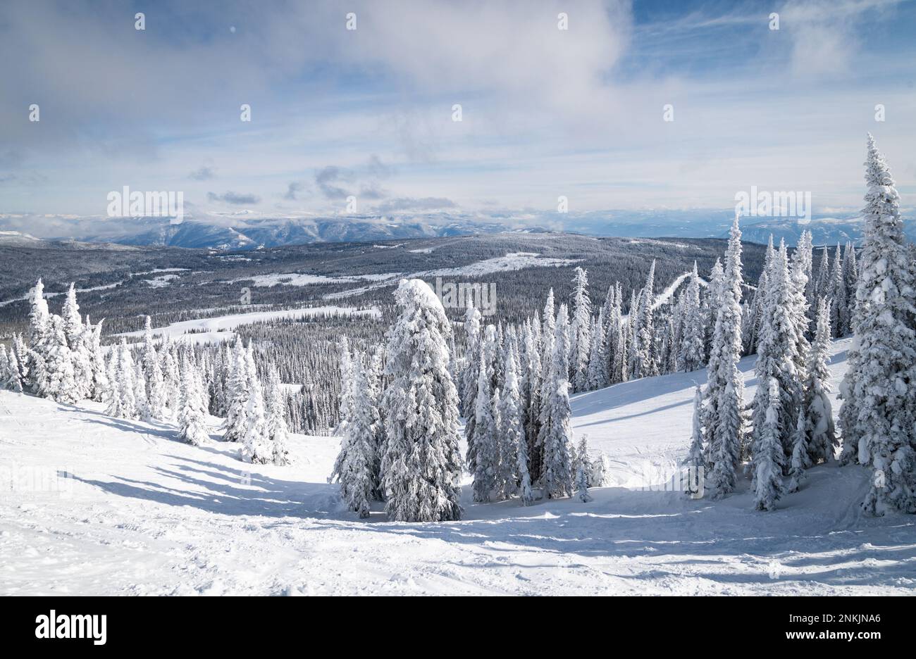 Foto di pini innevati nella catena montuosa della Colombia nella Columbia Britannica in una giornata molto fredda. Foto Stock