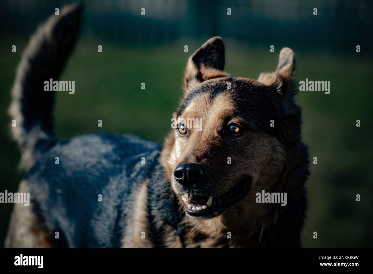 Ritratti di cani reali Foto Stock