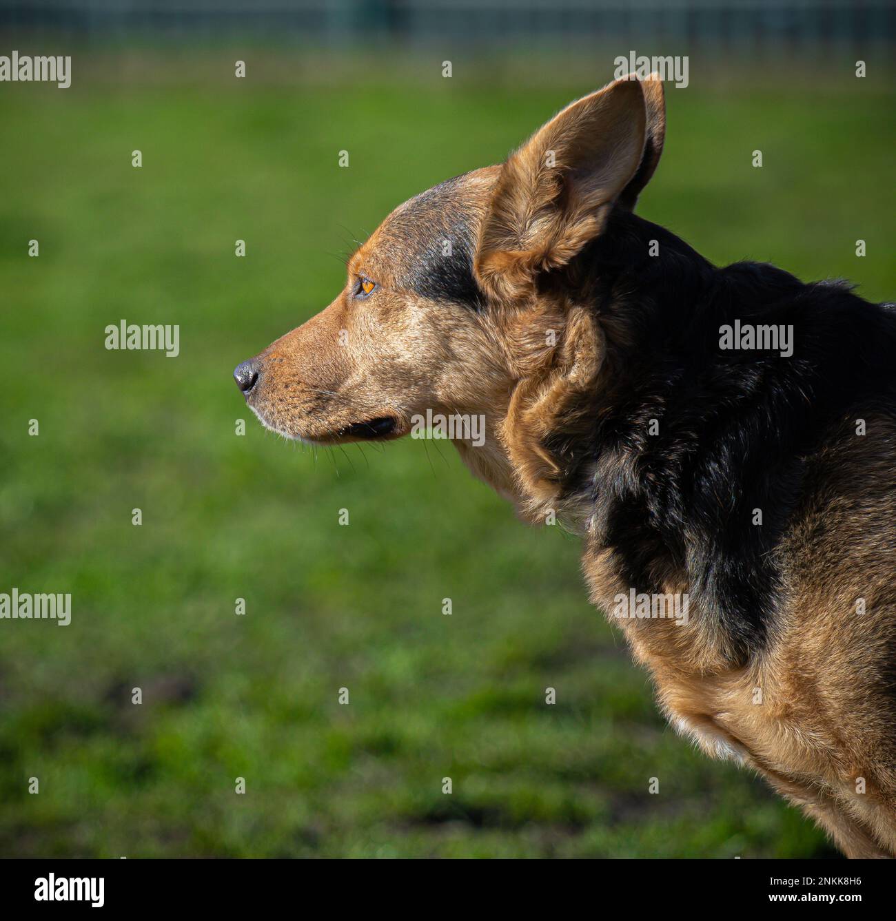 Ritratti di cani reali Foto Stock