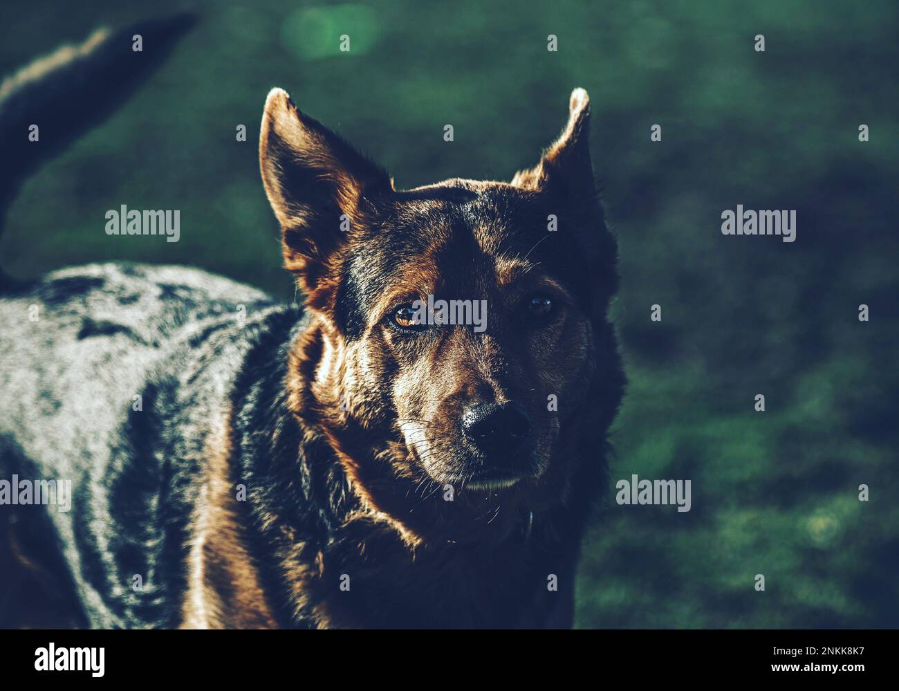 Ritratti di cani reali Foto Stock
