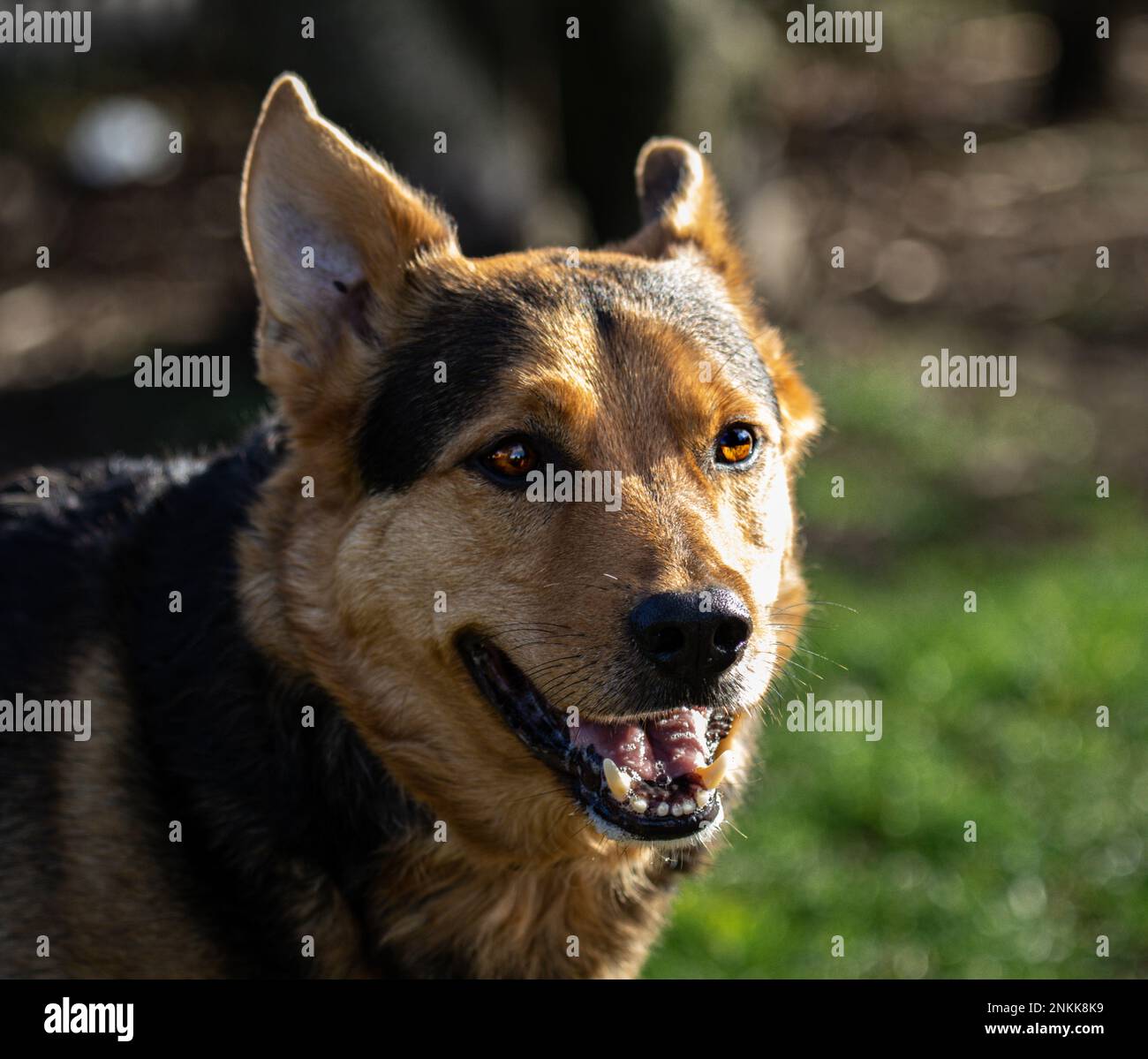 Ritratti di cani reali Foto Stock