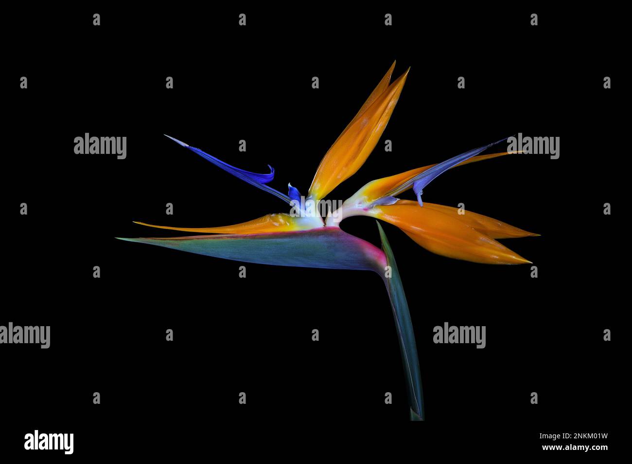 Un bel fiore blu e arancione uccello del Paradiso -Sterlitzia reginae- isolato su uno sfondo nero rivolto a sinistra; catturato in uno studio Foto Stock