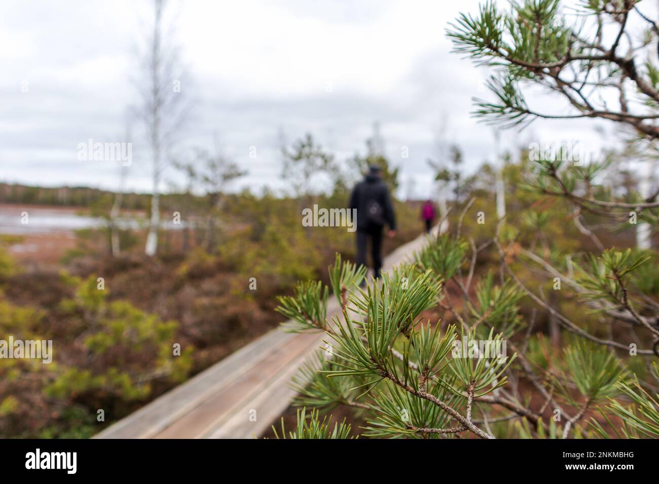 Vista sulla natura di una palude con un sentiero in legno che si snoda attraverso la palude e una silhouette sfocata di una persona sullo sfondo Foto Stock Vista sulla natura di una palude con un sentiero in legno che si snoda attraverso la palude e una silhouette sfocata di una persona sullo sfondo Foto Stock