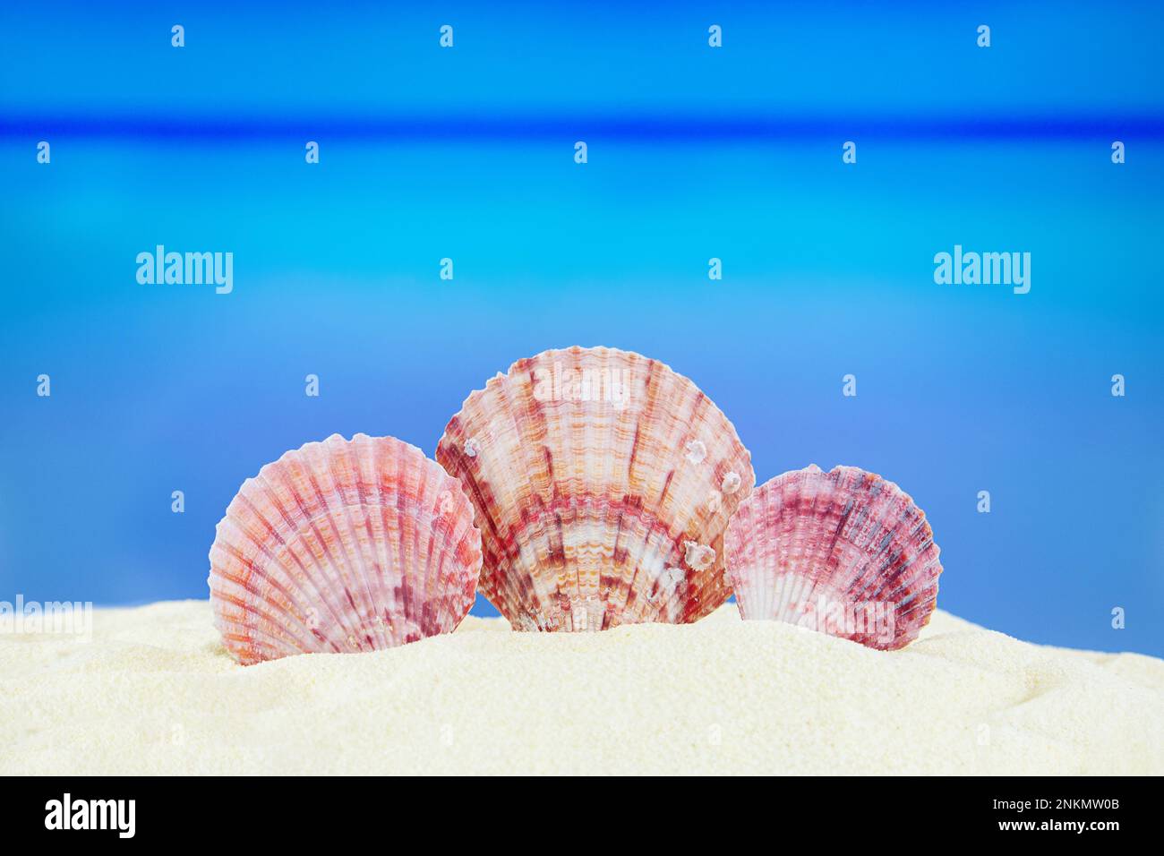 Conchiglie rosa mare sulla spiaggia sabbiosa, dietro il mare. Concetto di vacanza, viaggi in paesi caldi. Spazio di copia Foto Stock