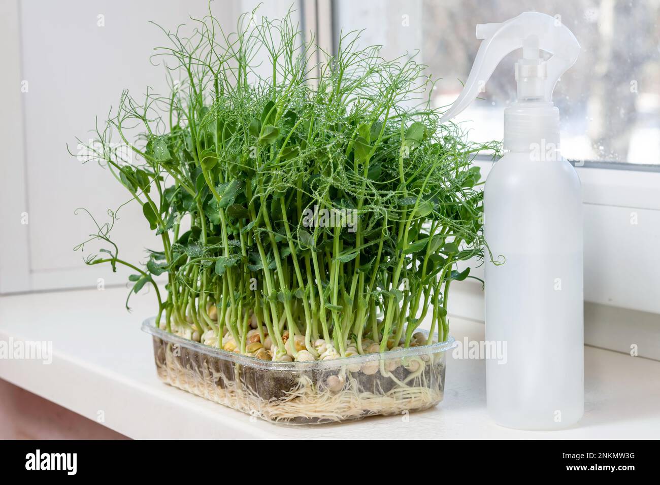 Succose giovani tiri di pea microgreens sul windowsill close-up. Semi crescenti a casa in inverno. Produzione di nutr vitaminico rispettoso dell'ambiente Foto Stock