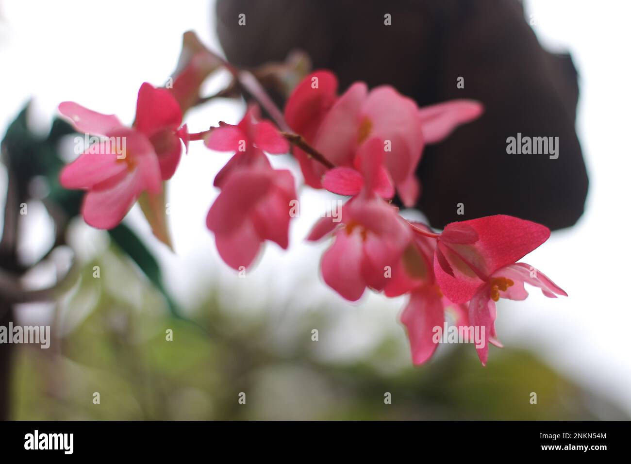 Piuttosto fiori di colore rosa Foto Stock