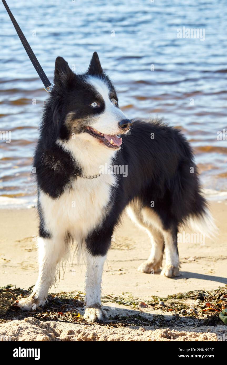 laika siberiana su una spiaggia. Cane a piedi nella natura Foto Stock