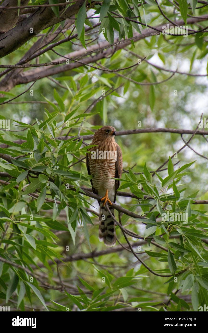 Goshawk di gabar giovanile isolato in un albero Foto Stock