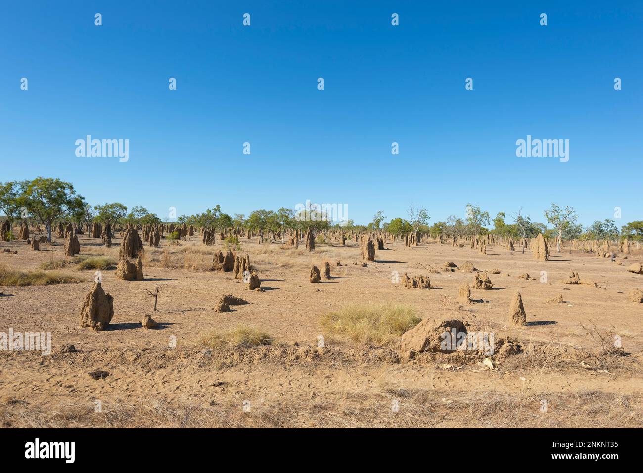 Vista dei tumuli di termite nell'Outback vicino a Normanton, Gulf Savannah, Queensland, QLD, Australia Foto Stock