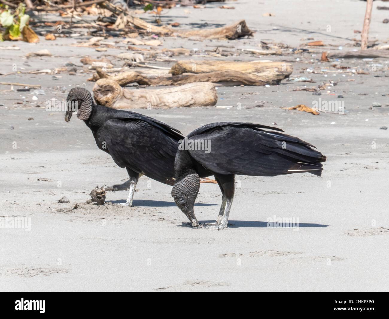 Due avvoltoi neri cercano scarti da mangiare sulla spiaggia di Playa Grande vicino a Montezuma in Costa Rica Foto Stock