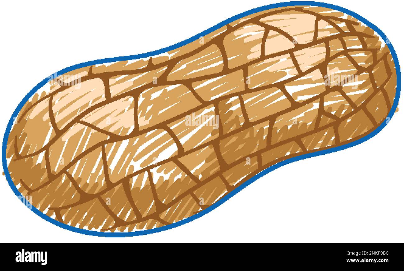 Arachide in matita colore schizzo semplice stile illustrazione Illustrazione Vettoriale