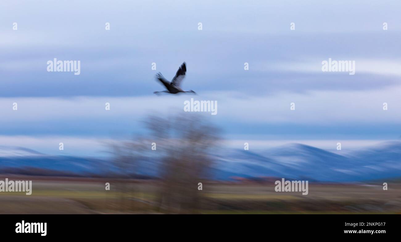 Lone ommon gru (grus grus) in volo (abstract). Laguna de Gallocanta, Teruel, Aragón, Spagna, Europa. Foto Stock