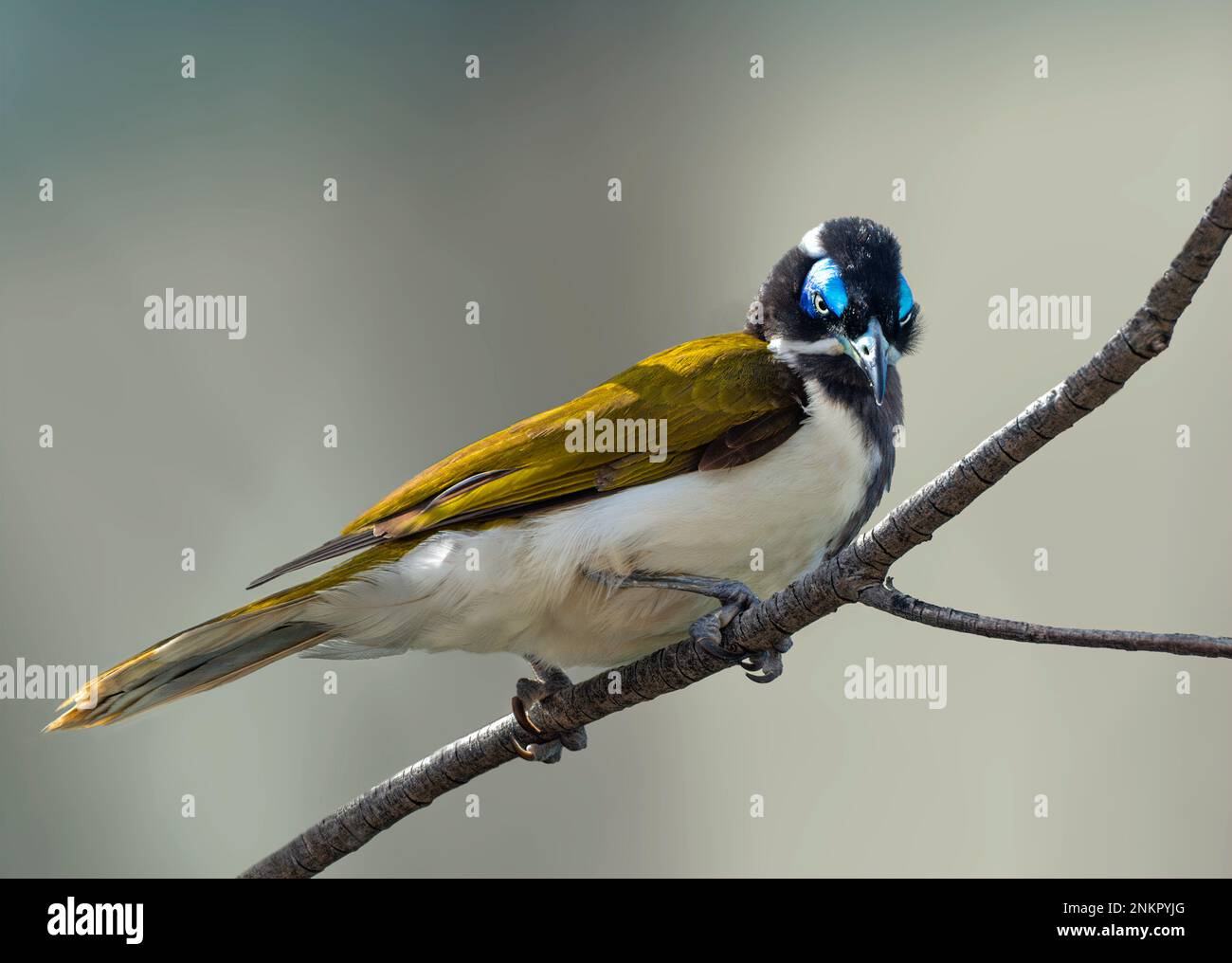 honeyeater con la faccia blu conosciuto anche come Entomyzon cyanotis. Foto Stock