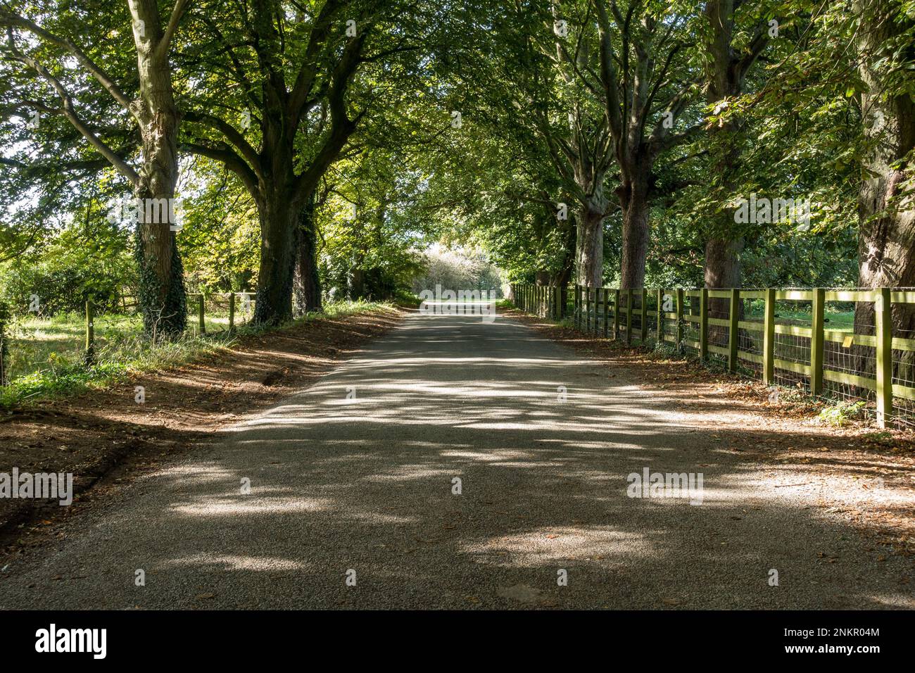 Newbold Lane passa attraverso un viale di alberi di castagno (Aesculus hippocastanum) e recinzione di legno, Somersby, Leicestershire, Inghilterra, Regno Unito Foto Stock