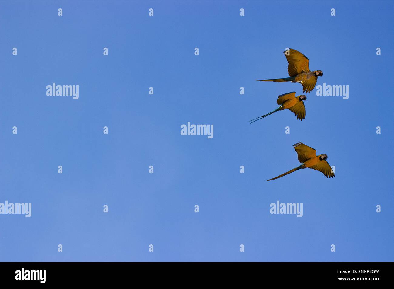 Foto a corpo intero di tre macaws blu d'oro volanti, cielo blu sullo sfondo. Foto Stock