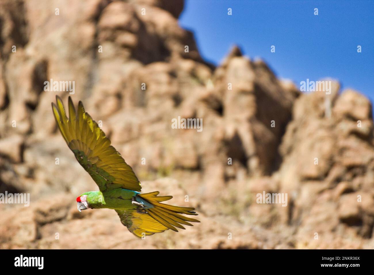 Foto a corpo pieno di un macaw dorato blu volante, sullo sfondo cielo blu e una montagna. Foto Stock