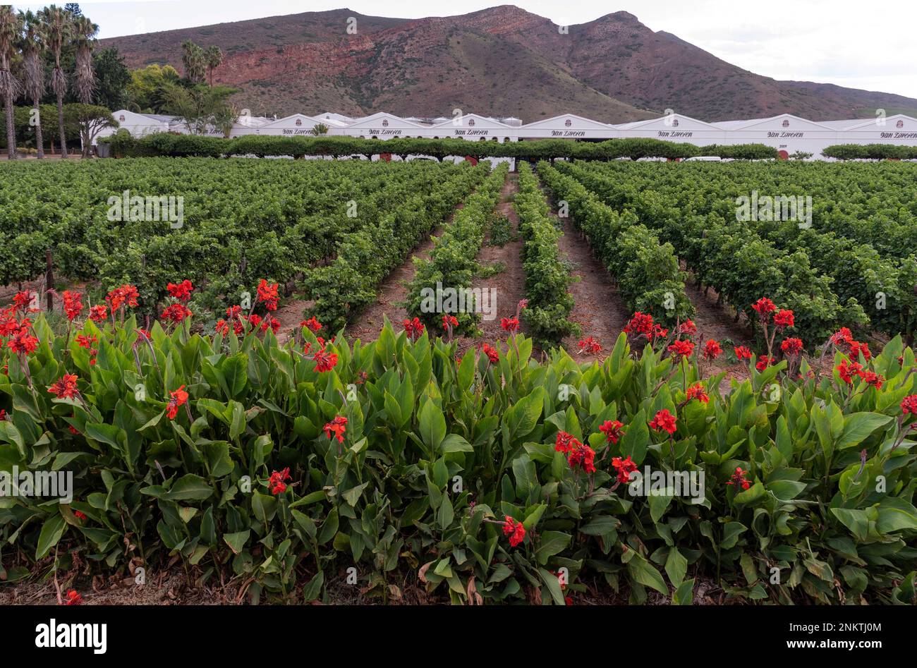 Robertson, Capo Occidentale, Sud Africa. 2023. Nana Lilies colorata in fiore circondano un vigneto nella valle del vino Robertson, western cape, South Afr Foto Stock