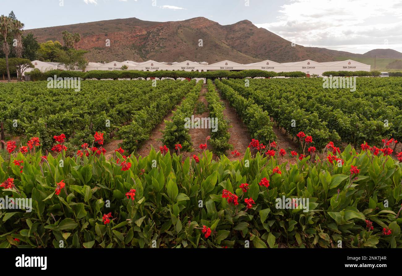 Robertson, Capo Occidentale, Sud Africa. 2023. Nana Lilies colorata in fiore circondano un vigneto nella valle del vino Robertson, western cape, South Afr Foto Stock