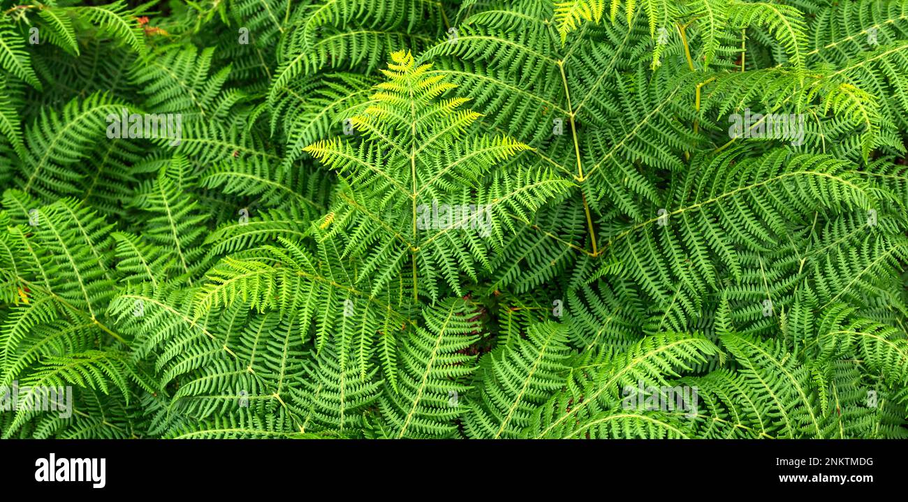 Vegetazione densa Vista delle foglie di Fern alla foresta sfondo testurizzato Foto Stock