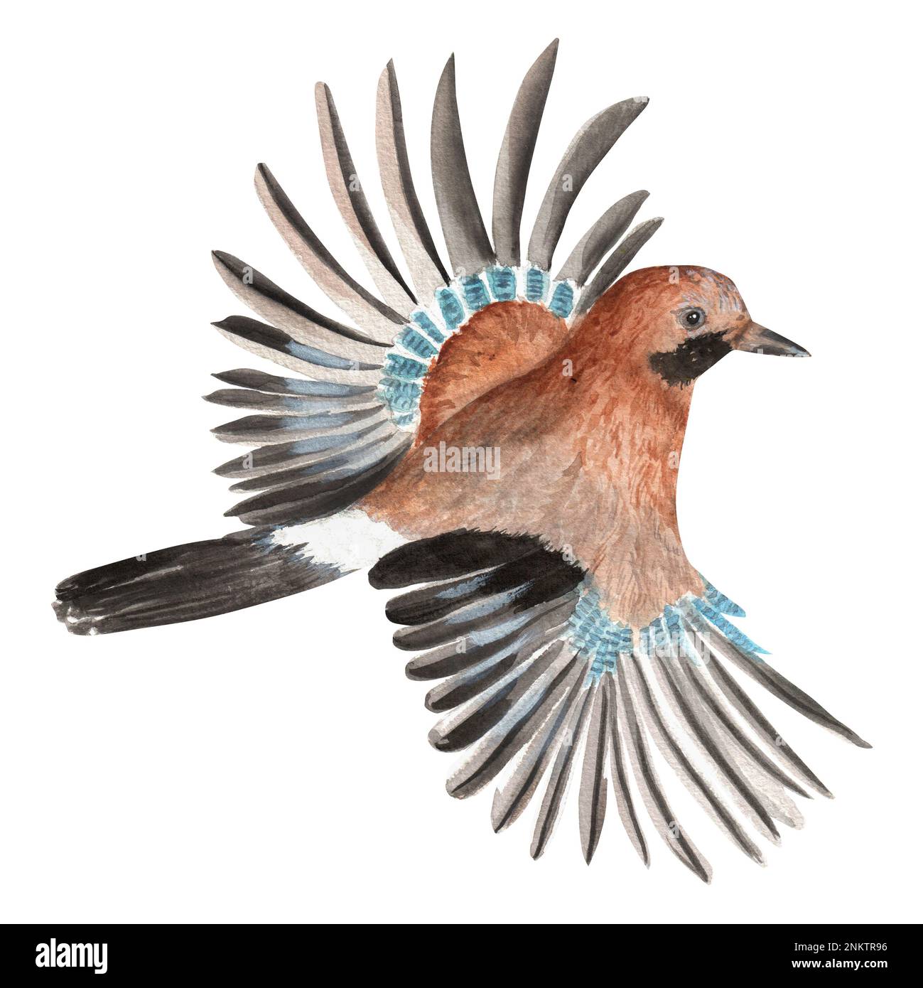 Uccello di Jay di acquerello disegnato a mano. Una piccola parte del grande giardino DEGLI UCCELLI set Foto Stock