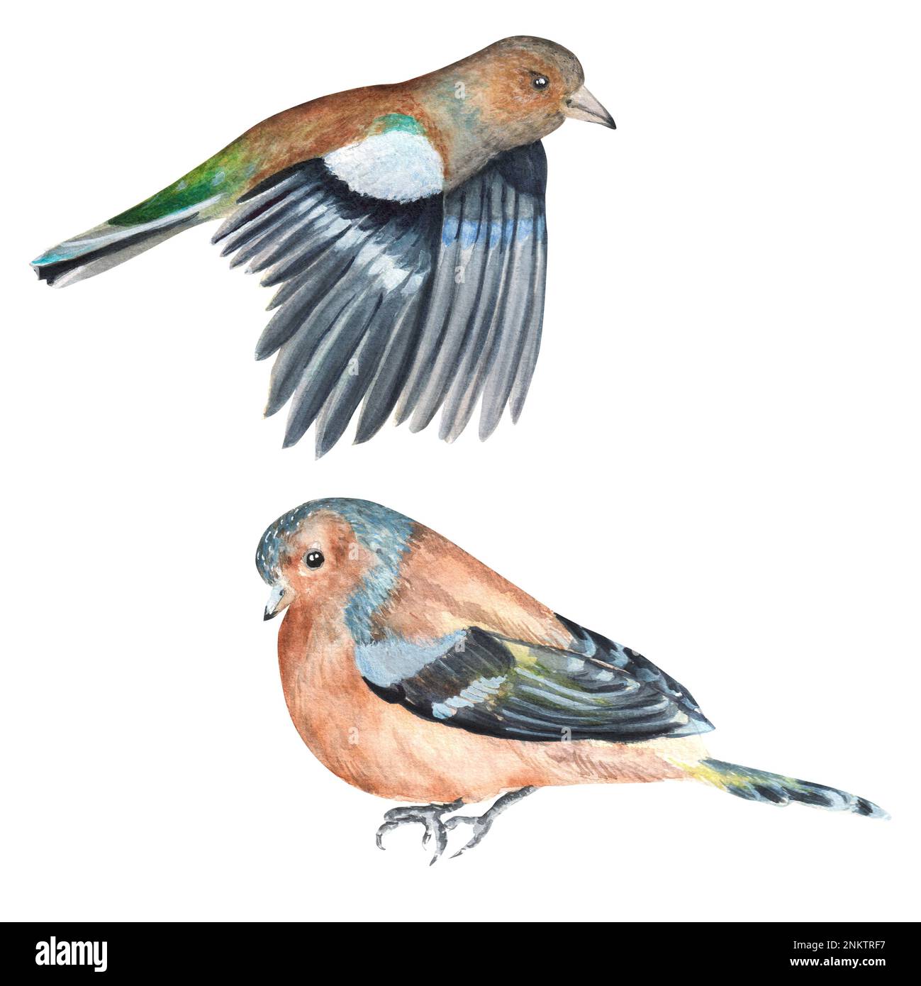 Set di acquerelli disegnati a mano di uccelli di pappagallo. Una piccola parte del grande giardino DEGLI UCCELLI set Foto Stock