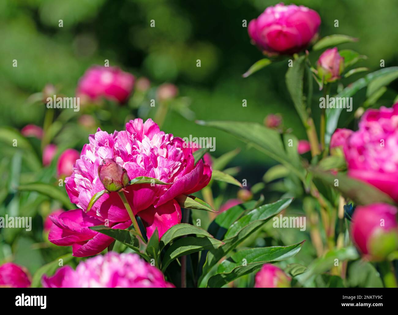 Peonie rosse in fiore, paeonia, in giardino Foto Stock