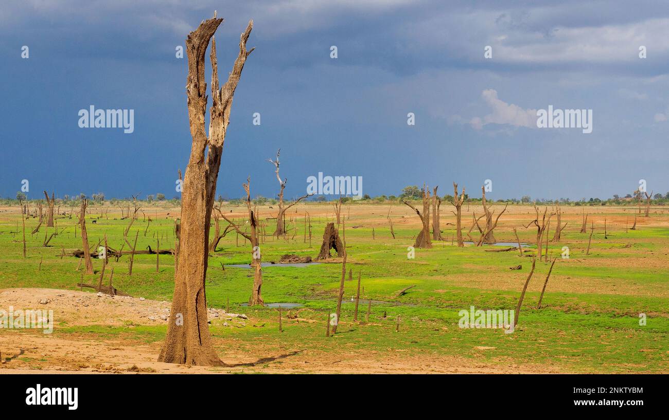 Paesaggio di Waterland, alberi annegati asciutti, Parco Nazionale di Udawalawe, Sri Lanka, Asia Foto Stock