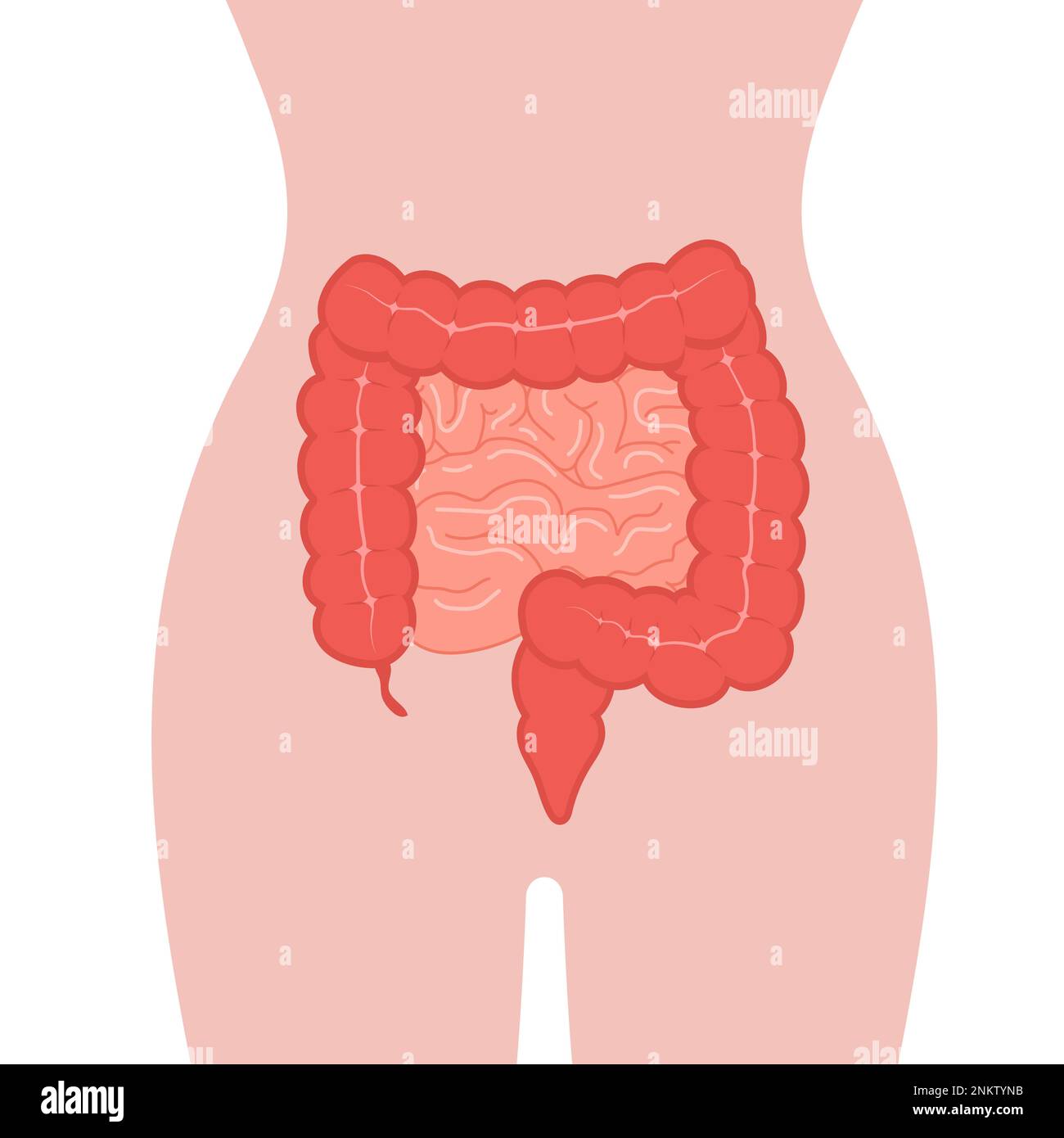 Anatomia del colon. Icona dell'intestino. Organo interno umano. Salute intestinale. Illustrazione vettoriale medica in stile cartoon piatto Illustrazione Vettoriale