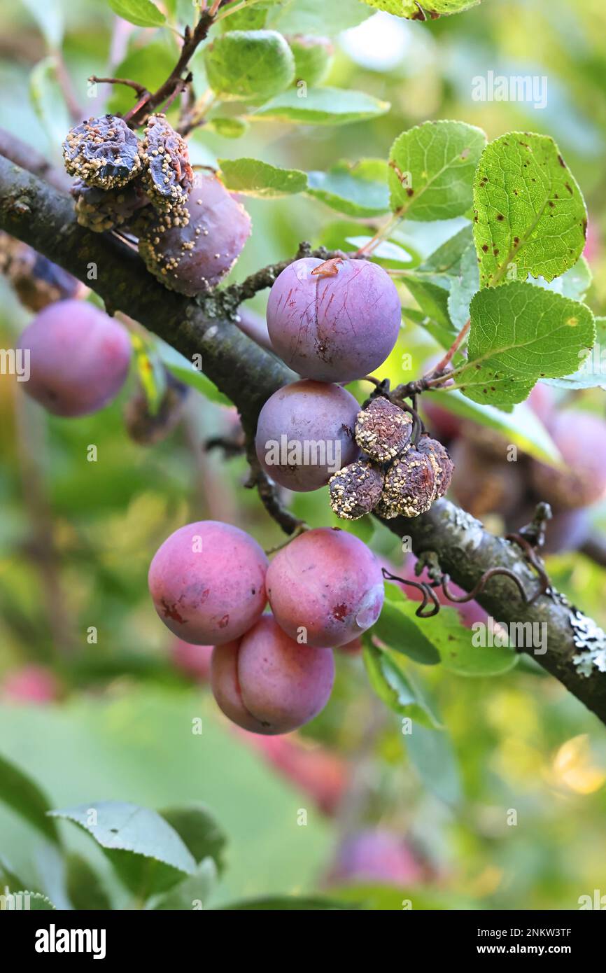 Monilinia laxa, un patogeno della pianta che causa la malattia di blossom del marciume bruno sulle prugne di damson, Prunus domestica subsp. insistitia Foto Stock