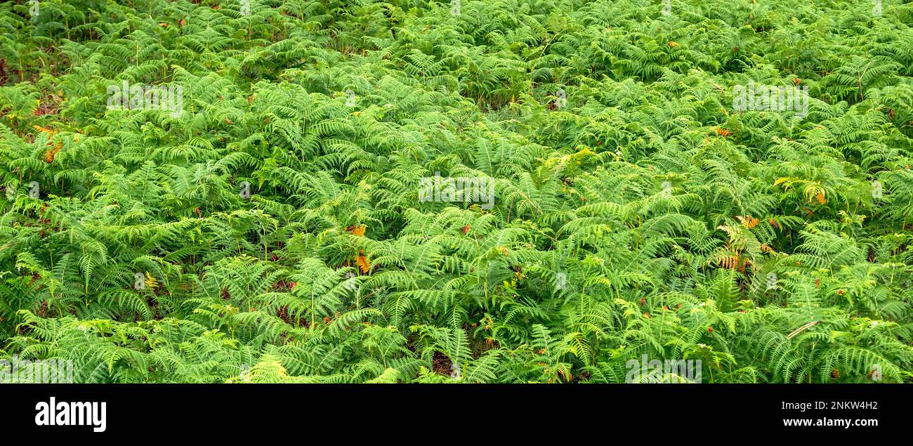 Vegetazione densa Vista delle foglie di Fern alla foresta sfondo testurizzato Foto Stock