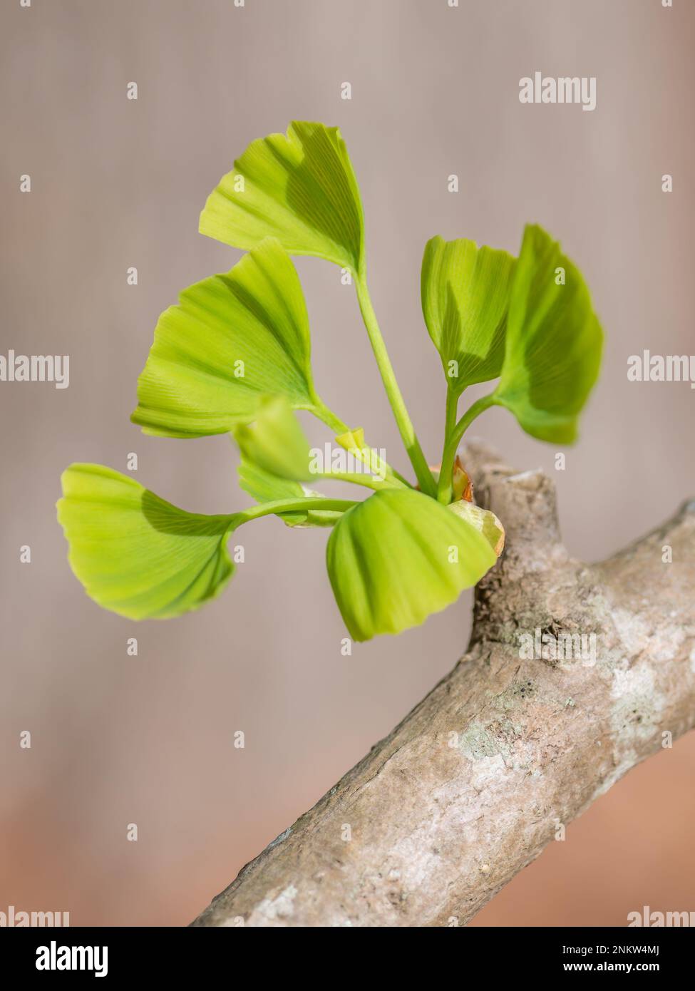 L'albero di Ginkgo biloba è accattivante all'inizio della primavera, quando appaiono fresche foglie verdi. Foto Stock