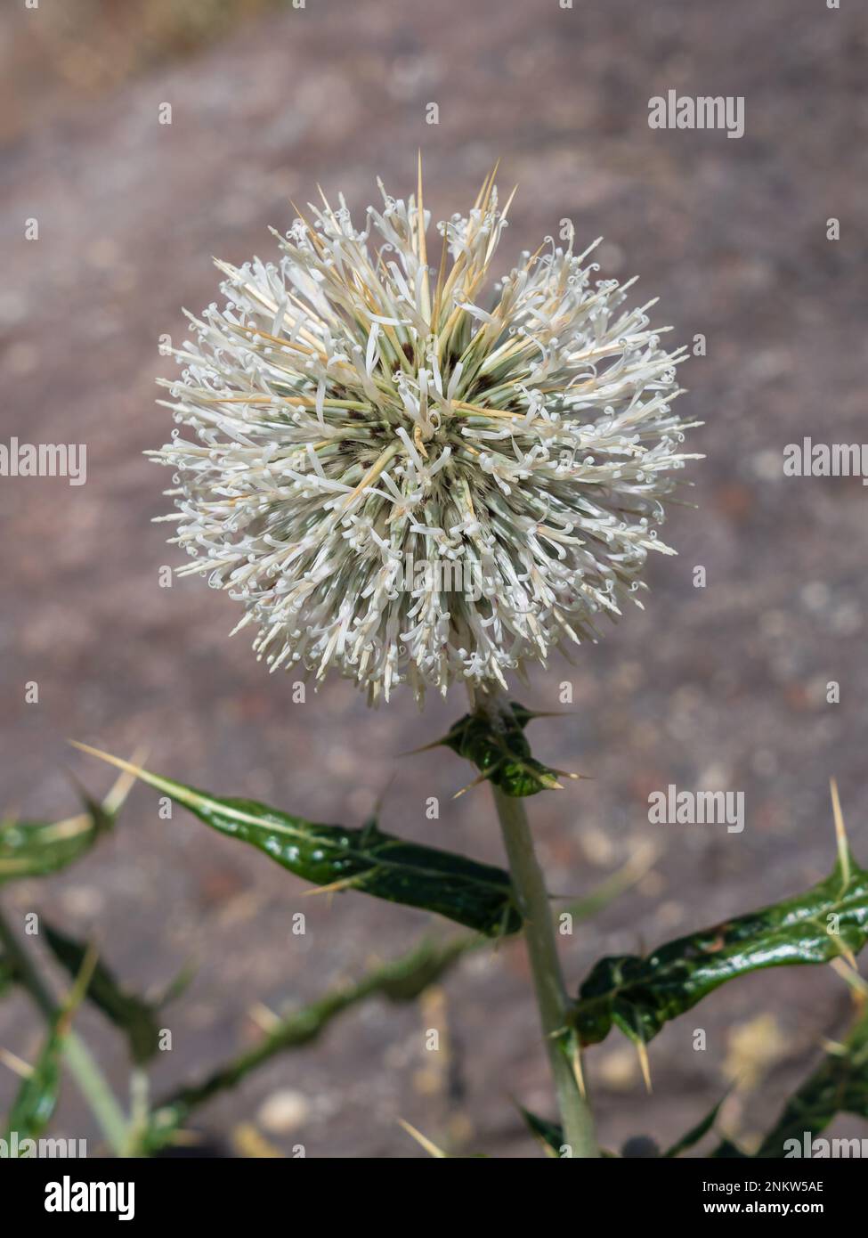 Vista in primo piano del fiore bianco di echinops echinatus, aka il cardo indiano del globo o del cammello che fiorisce all'aperto su sfondo naturale Foto Stock