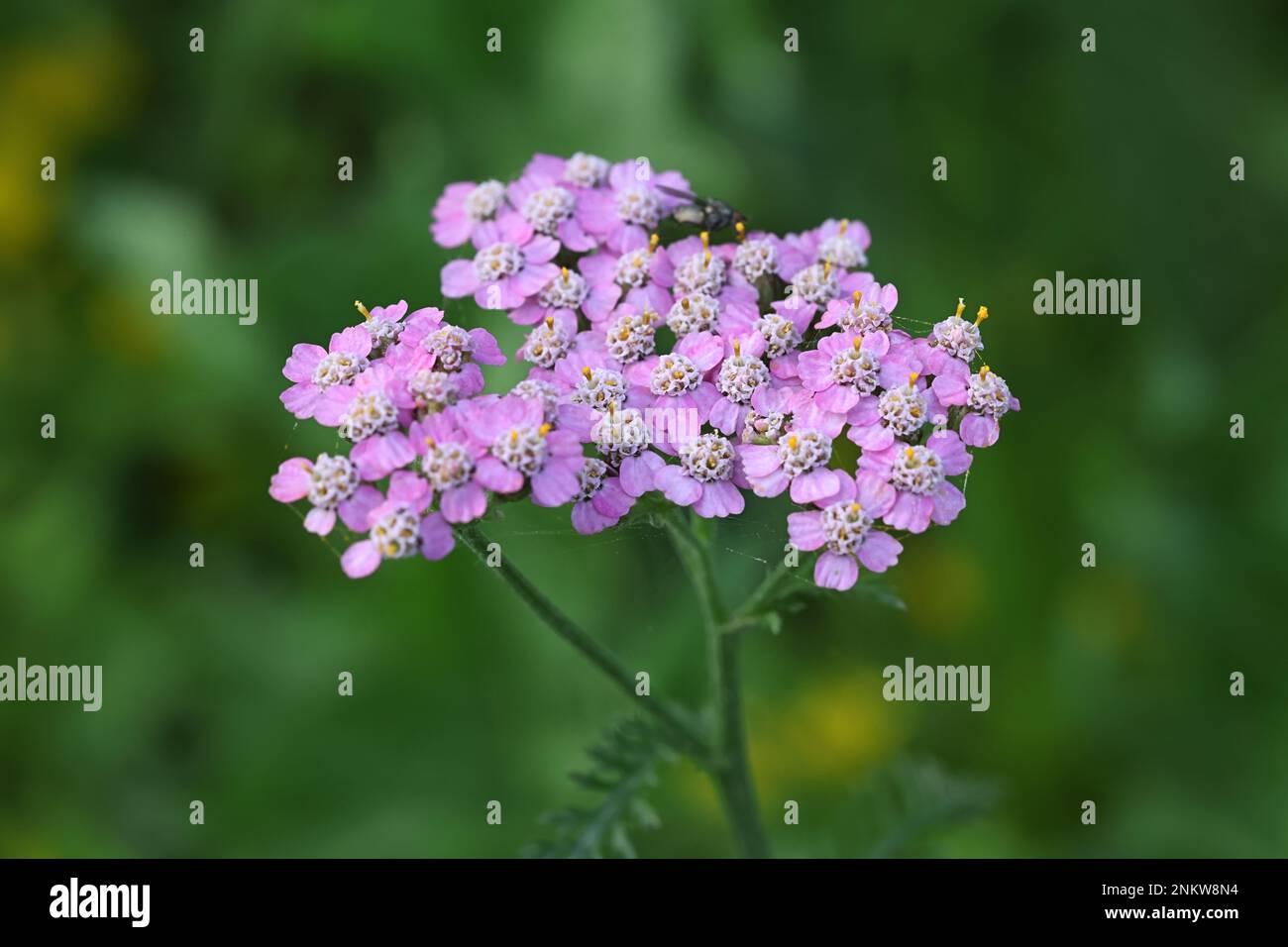 Comune yarrow, Achillea millefolio, con fiori viola, tradizionale pianta medicinale Foto Stock