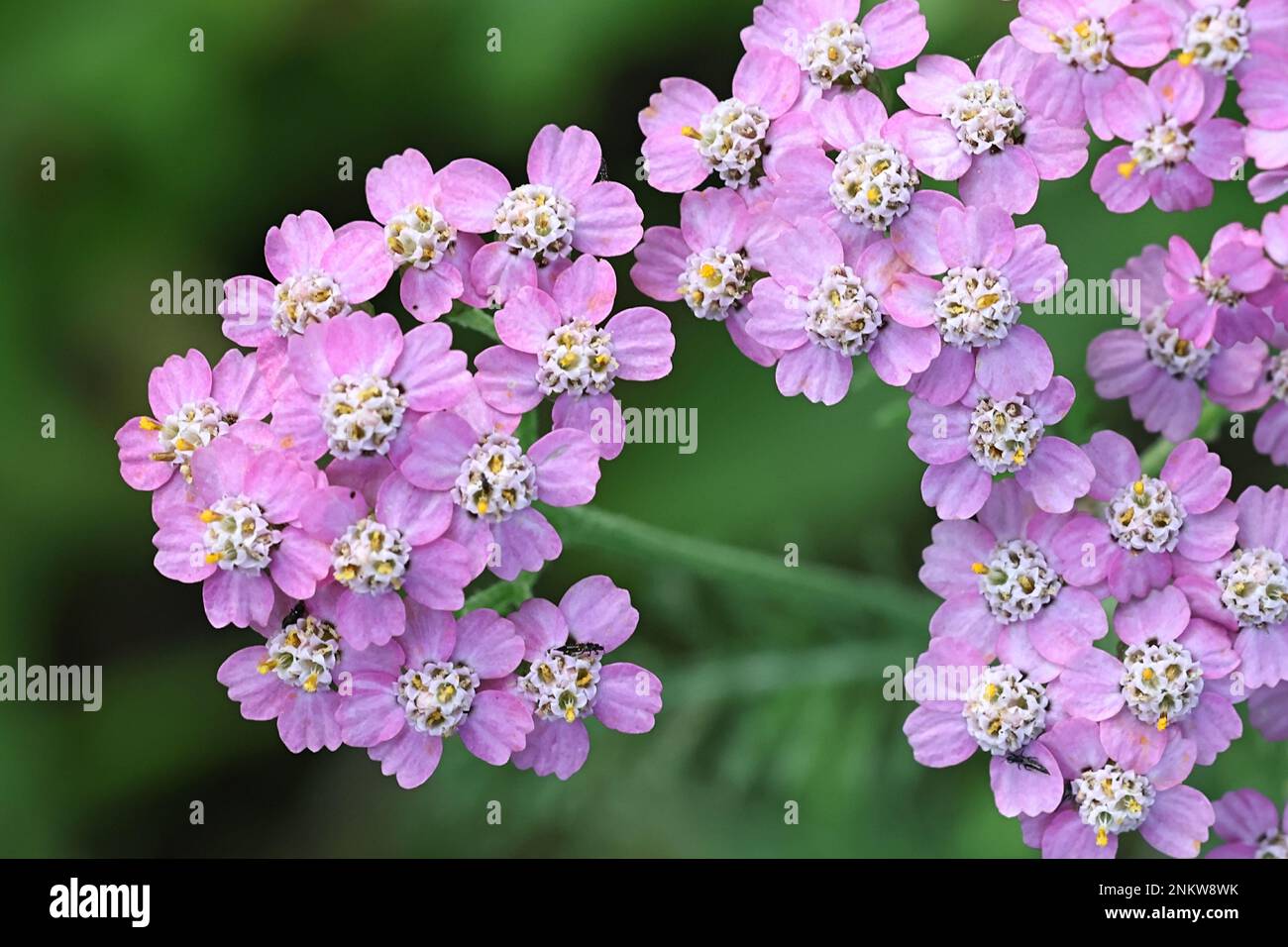 Comune yarrow, Achillea millefolio, con fiori viola, tradizionale pianta medicinale Foto Stock