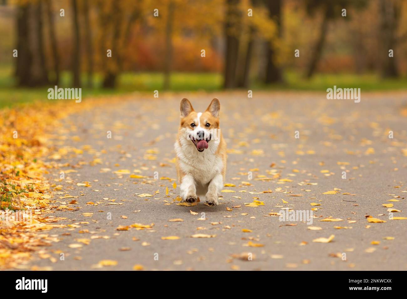 Carino corgi gallese pembroke cane che corre nel parco autunnale Foto Stock