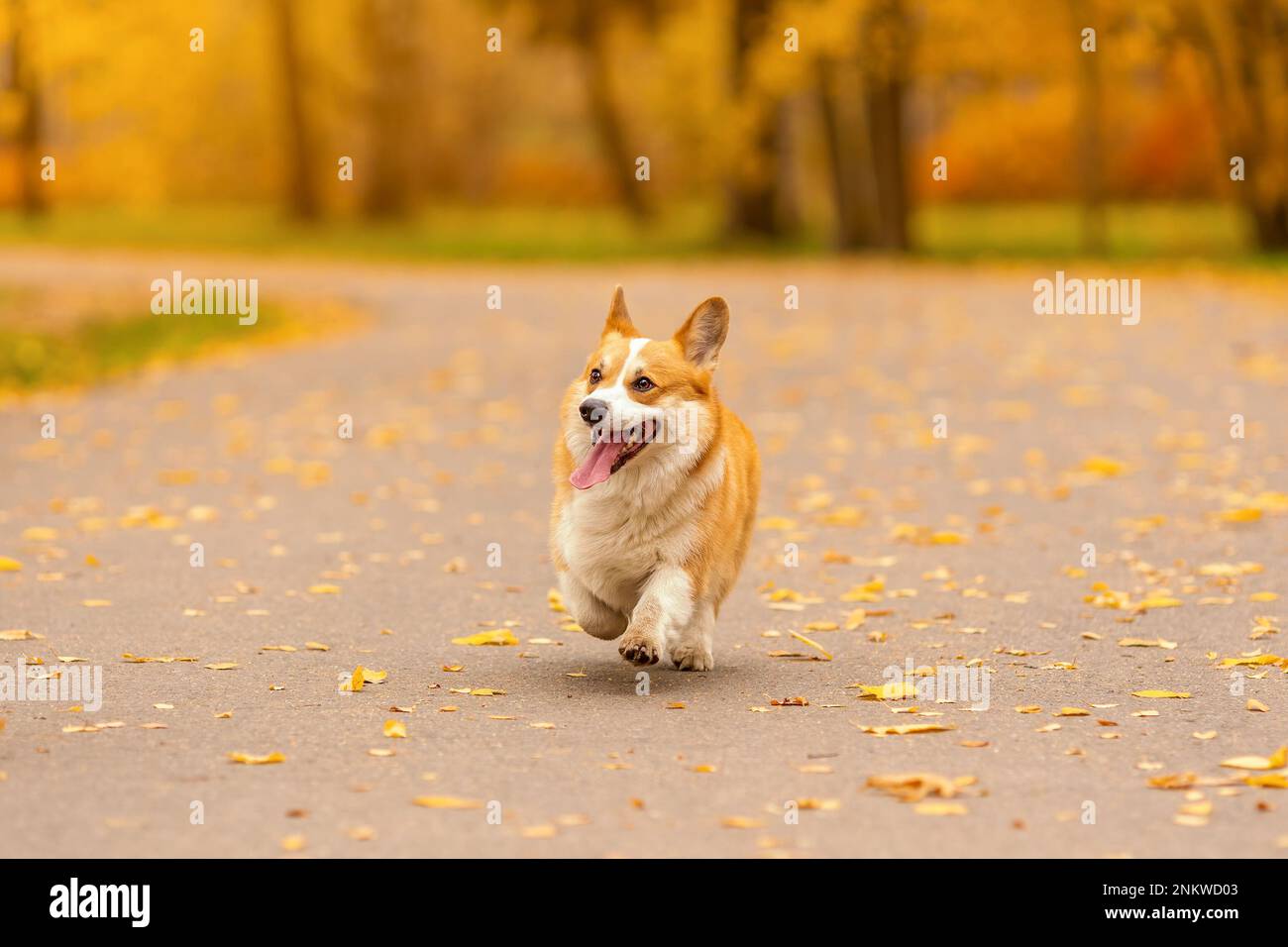 Carino corgi gallese pembroke cane con lingua fuori esecuzione nel parco autunnale Foto Stock