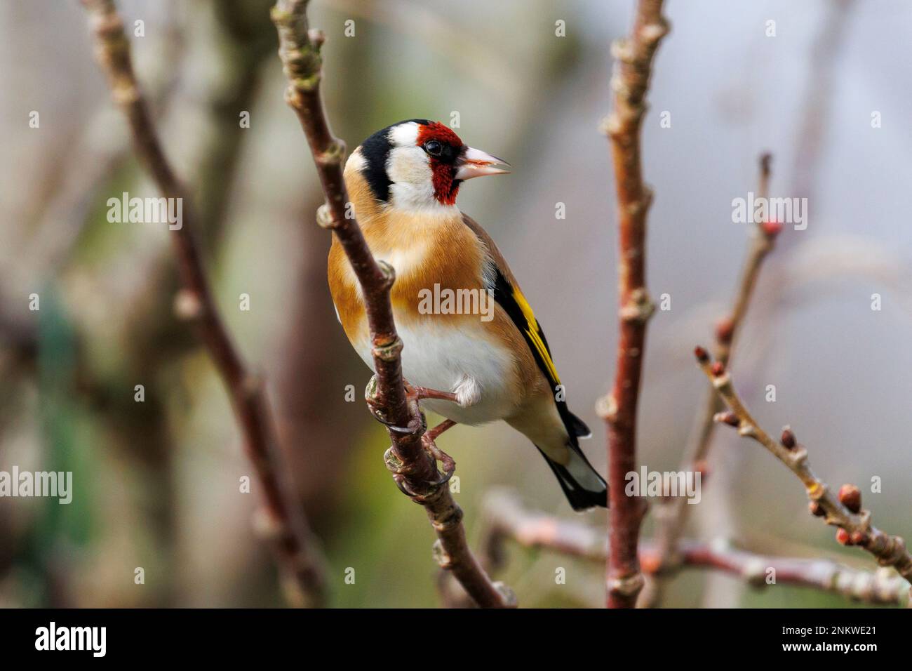 Un Goldfinch (Carduelis carduelis) siede sui rami di un ciliegio. REGNO UNITO Foto Stock
