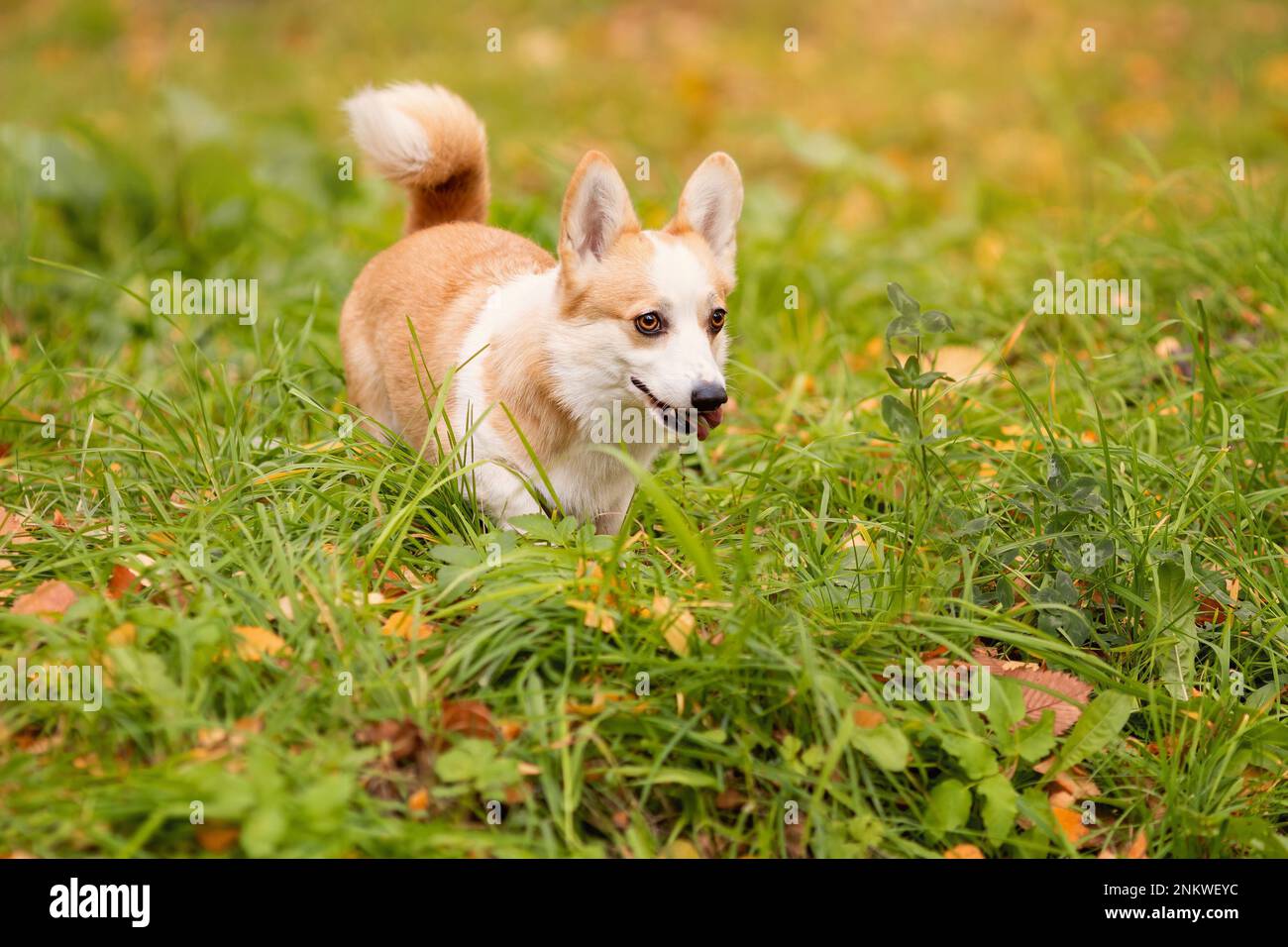 Corgi gallesi divertente pembroke cane assomiglia a volpe camminare sull'erba Foto Stock