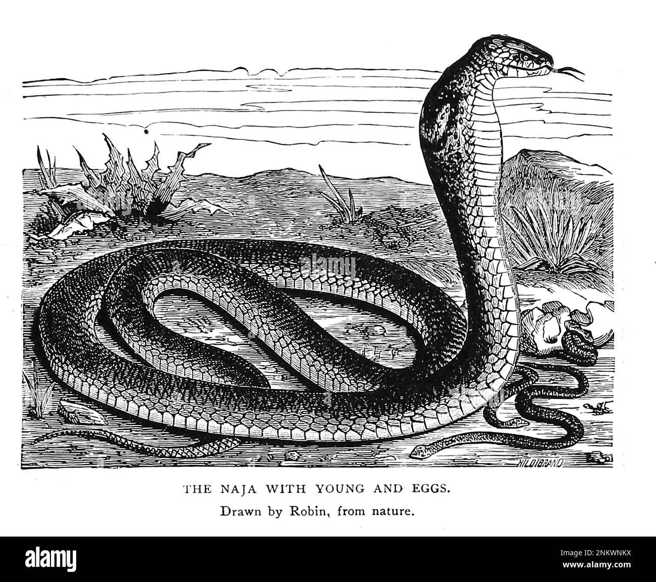 IL NAJA CON LE UOVA E GIOVANI. Disegnato da Robin, dalla natura. [Naja è un genere di serpenti velenosi elapidi comunemente noti come cobras o cobras vere] Libro XX Indo-China da Cyclopedia Universal History : Abbracciando la più completa e recente presentazione del soggetto in due parti principali o divisioni di più di seimila pagine di John Clark Ridpath, 1840-1900 Data di pubblicazione 1895 Editore Boston : Balch Bros.. Volume 6 Storia dell'uomo e dell'umanità Foto Stock