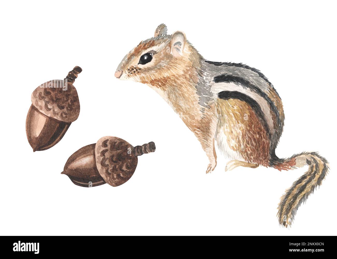 Illustrazione di acquerello animale Chipmunk disegnata a mano Foto Stock