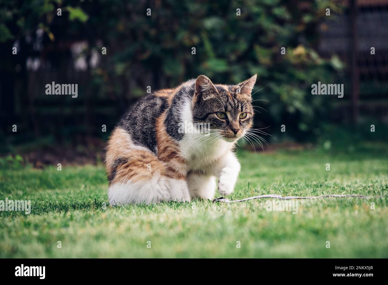 L'animale domestico a quattro zampe gioca con una corda, che lei morde e getta e cattura con le sue zampe. Giochi di gattino allegri ed energici in giardino. Mattina e Foto Stock