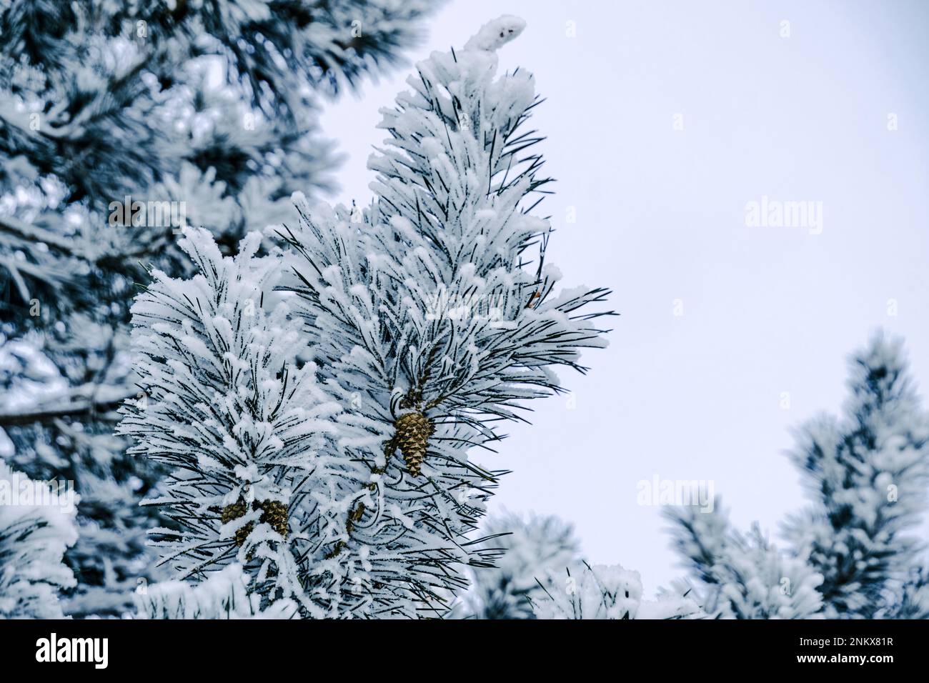 Sfondo, rami di pino innevati Foto Stock