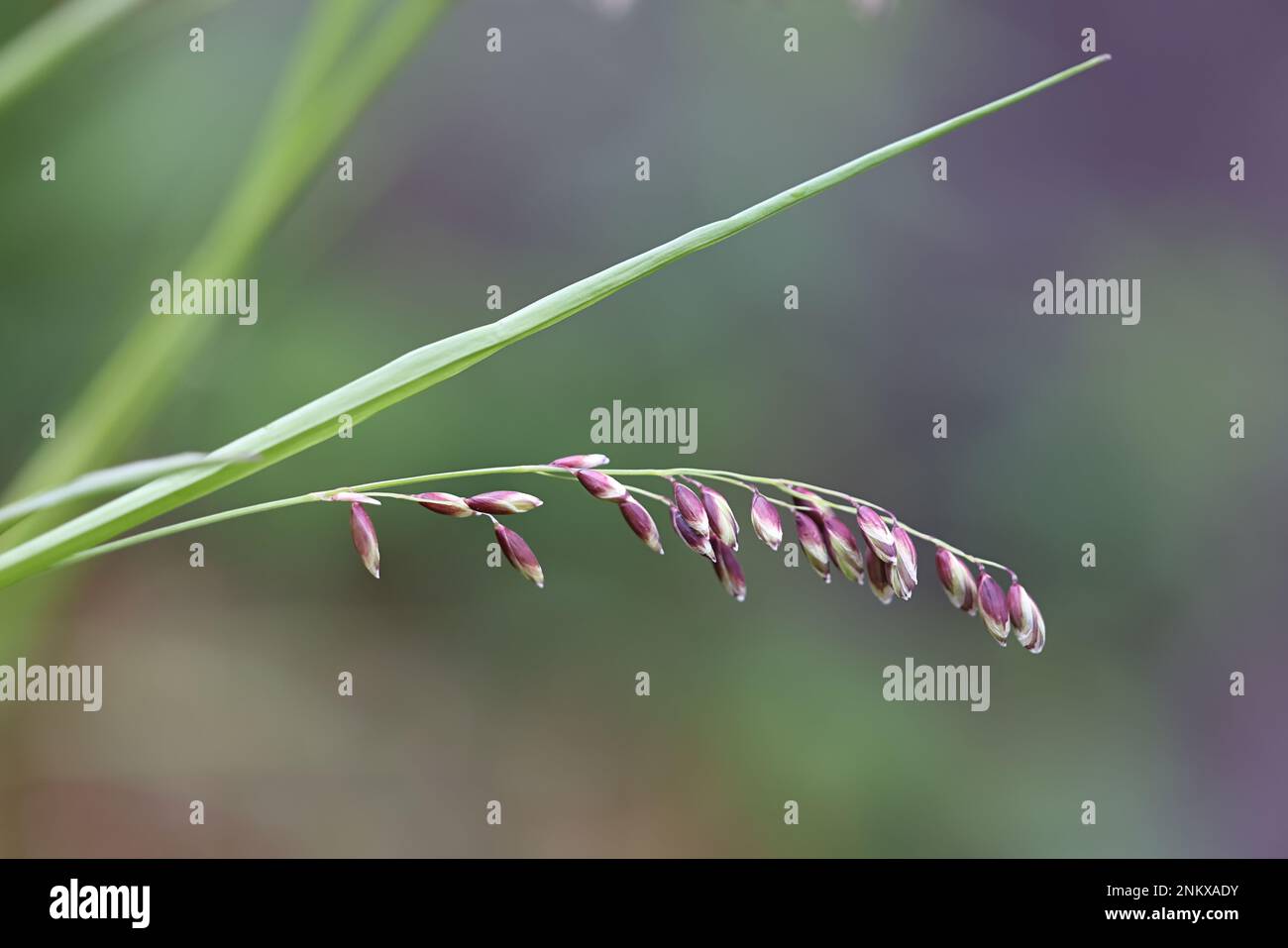 Melica nutans, comunemente noto come melice di montagna, pianta selvatica dalla Finlandia Foto Stock