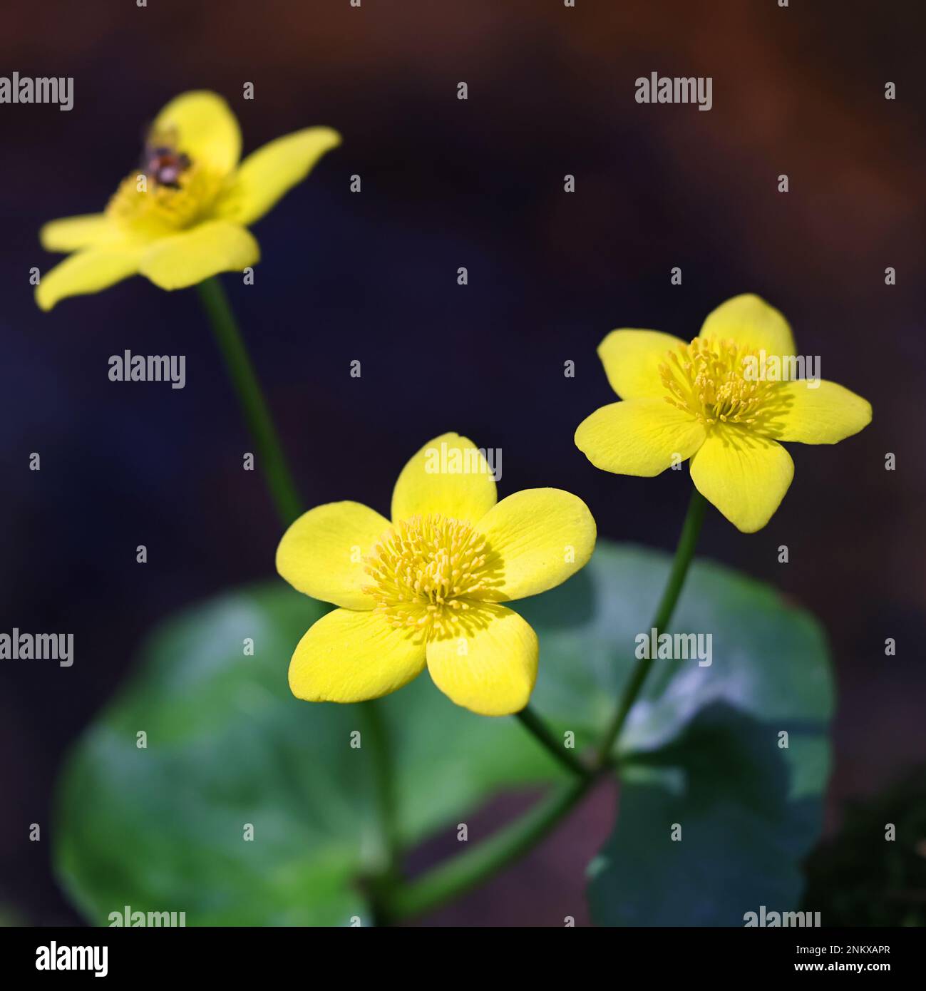 Caltha palustris, conosciuto come marignea, vongola o kingcup, pianta selvatica dalla Finlandia Foto Stock