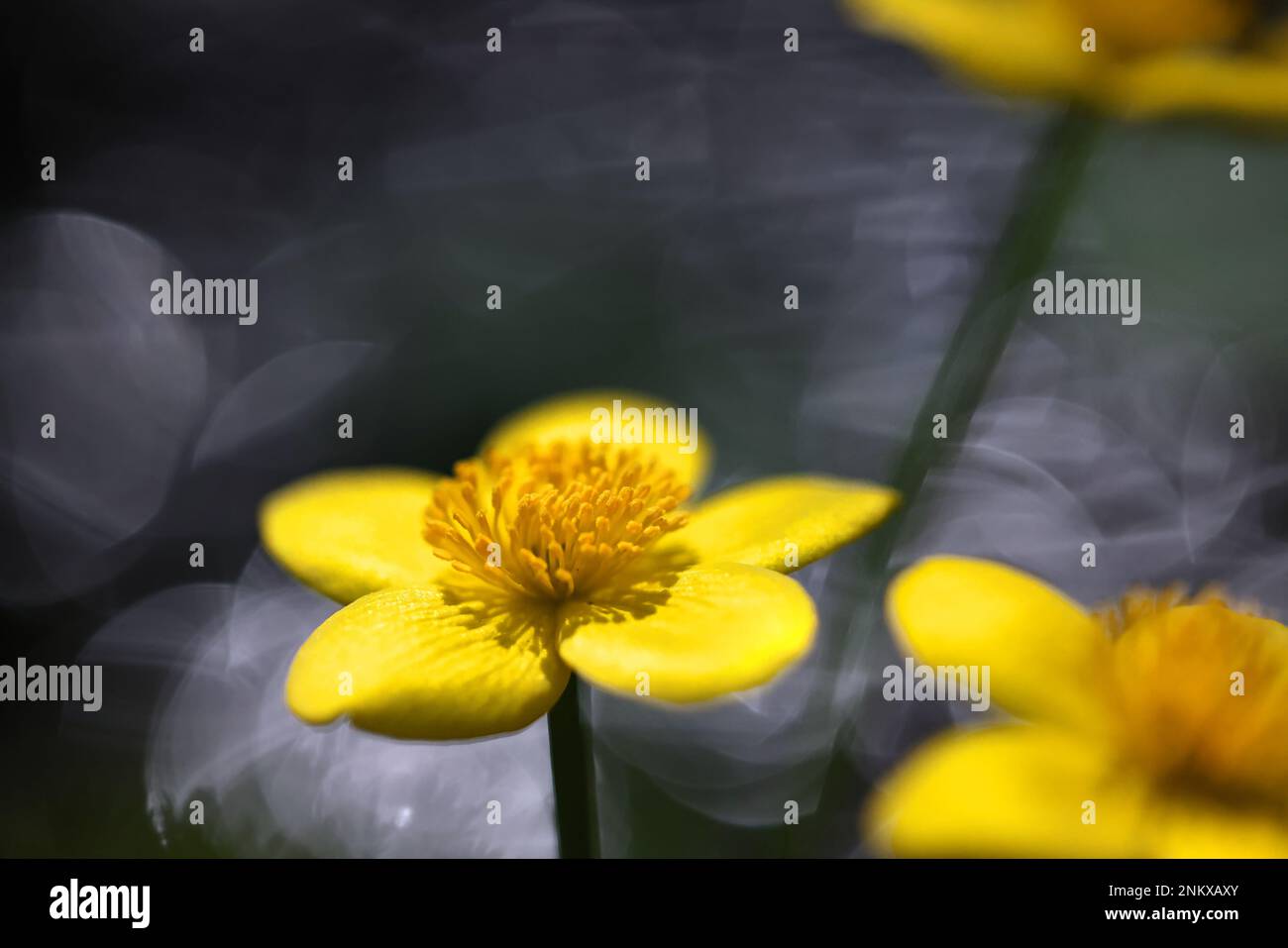 Caltha palustris, conosciuto come marignea, vongola o kingcup, pianta selvatica dalla Finlandia Foto Stock