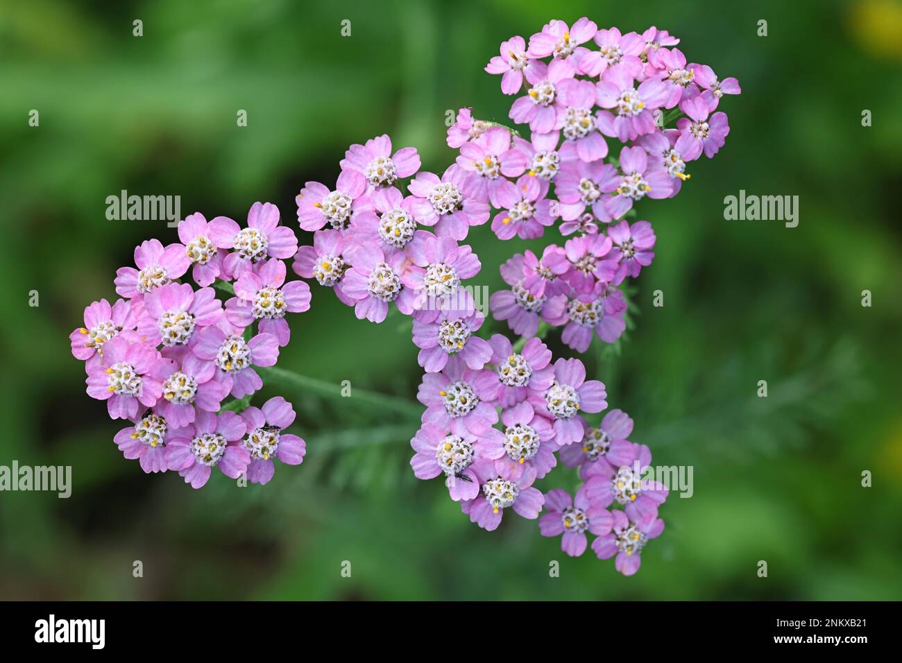 Comune yarrow, Achillea millefolio, con fiori viola, tradizionale pianta medicinale Foto Stock