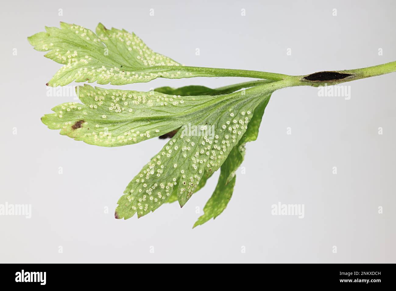 Anemoni di Urocystis, noti come anemone smut, e Ochropora ariae, un fungo della ruggine, che infetta anemone di legno, Anemone nemorosa Foto Stock