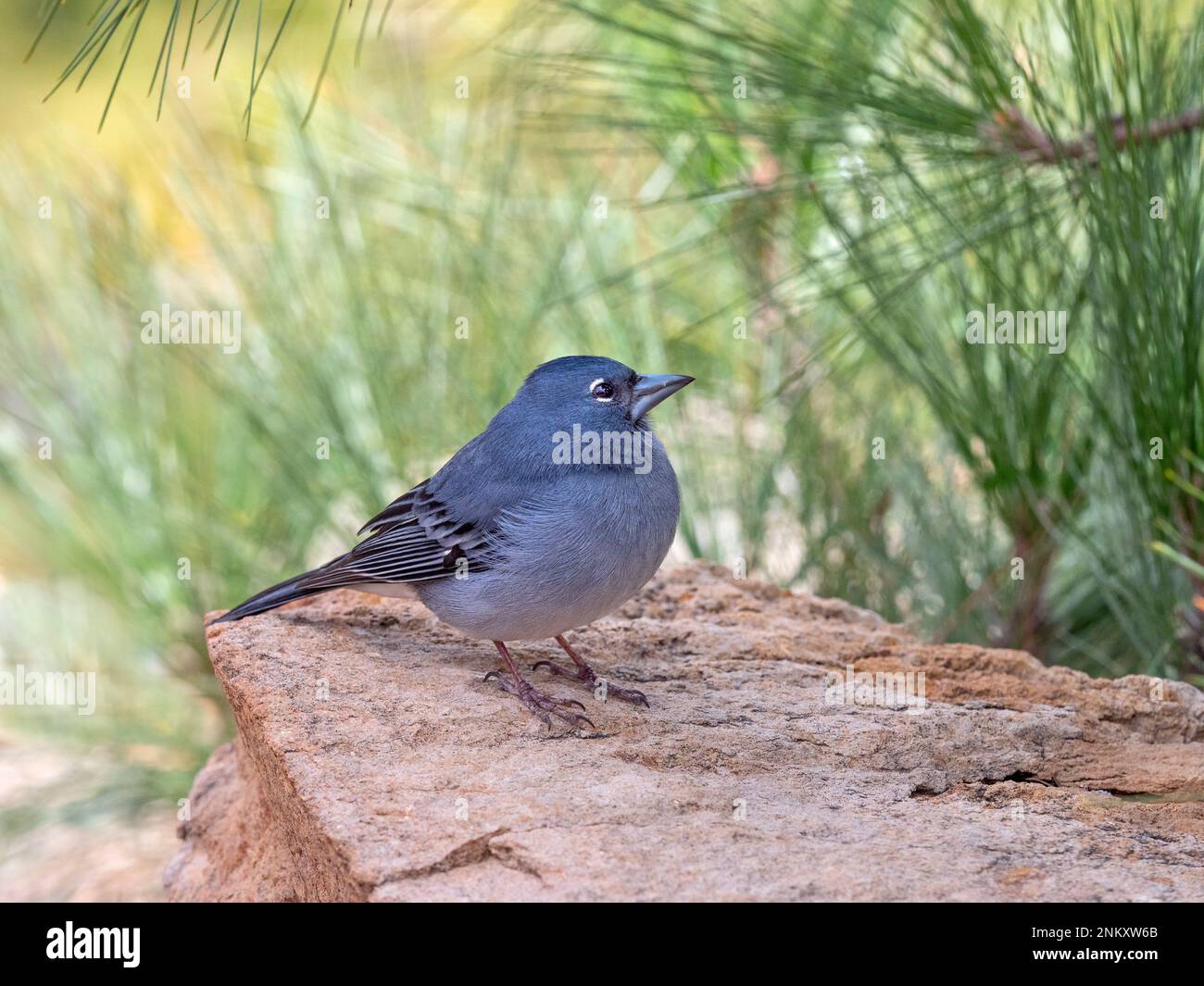 Tenerife blu chaffinch Fringilla teydea maschio a metà febbraio Foto Stock